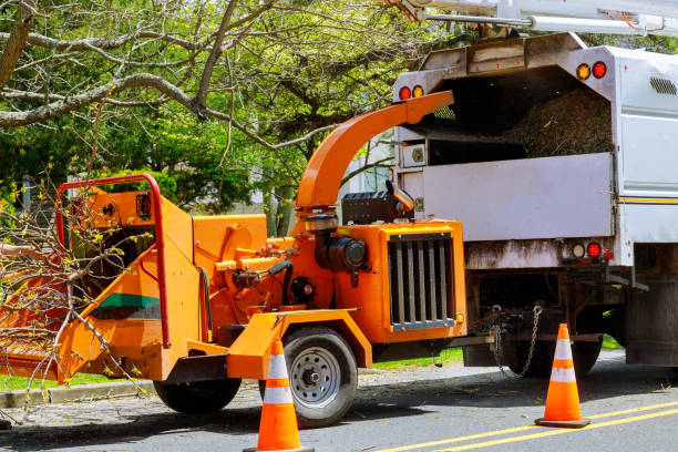 Trusted St Vincent College, PA Tree Services Experts